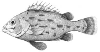 To NMNH Extant Collection (Stereolepis gigas P15885 illustration)