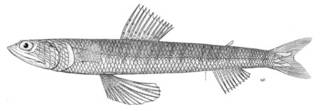 To NMNH Extant Collection (Synodus cinereus P04961 illustration)