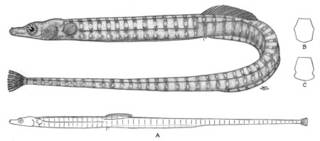 To NMNH Extant Collection (Syngnathus independencia P04963 illustration)