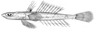 To NMNH Extant Collection (Synchiropus talarae P05002 illustration)