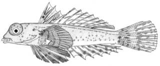 To NMNH Extant Collection (Synchiropus morrisoni P05006 illustration)
