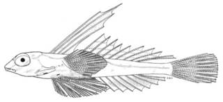 To NMNH Extant Collection (Synchiropus laddi P05010 illustration)