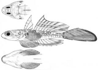 To NMNH Extant Collection (Synchiropus delandi P05012 illustration)