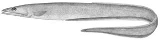 To NMNH Extant Collection (Synaphobranchus pinnatus P05015 illustration)