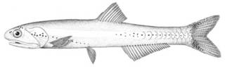 To NMNH Extant Collection (Stolephorus lyolephis P05124 illustration)