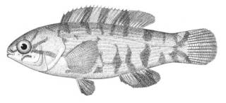 To NMNH Extant Collection (Tautoga onitis P04705 illustration)