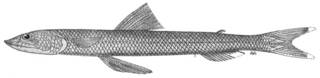 To NMNH Extant Collection (Synodus sechurae P04950 illustration)