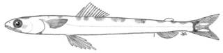 To NMNH Extant Collection (Synodus marchenae P04951 illustration)