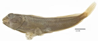 To NMNH Extant Collection (Blennius anticolus USNM 002293 syntype photograph lateral view)