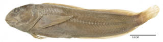 To NMNH Extant Collection (Blennius anticolus USNM 002293 syntype photograph lateral view)