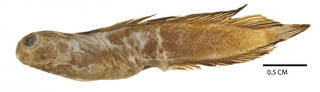 To NMNH Extant Collection (Aspidontus brunneolus USNM 050718 holotype photograph lateral view)