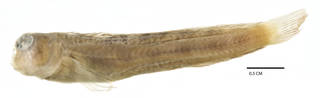To NMNH Extant Collection (Blennius ellipes USNM 053272 type photograph lateral view)
