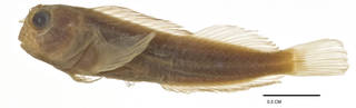 To NMNH Extant Collection (Blenniolus proteus USNM 179306 holotype photograph lateral view)
