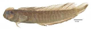 To NMNH Extant Collection (Blennechis fasciolatus USNM 204487 neotype photograph lateral view)