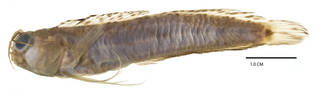 To NMNH Extant Collection (Blennius antholops USNM 204644 holotype photograph lateral view)