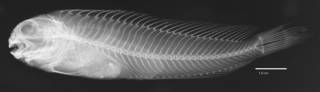 To NMNH Extant Collection (Blennius gentilis USNM 000489 type radiograph lateral view)