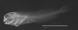 To NMNH Extant Collection (Blenniolus proteus USNM 179306 holotype radiograph lateral view)