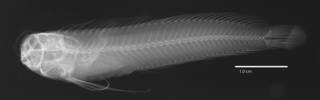 To NMNH Extant Collection (Blennius antholops USNM 204644 holotype radiograph lateral view)