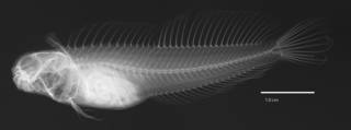 To NMNH Extant Collection (Blennius cinereus USNM 291700 neotype radiograph lateral view)