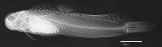 To NMNH Extant Collection (Blennius truncatus-edentulus USNM 292529 neotype radiograph lateral view)