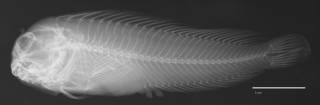 To NMNH Extant Collection (Blennius thysanius USNM 053071 type radiograph lateral view)