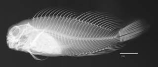 To NMNH Extant Collection (Cirripectus fuscoguttatus USNM 113634 type radiograph lateral view)
