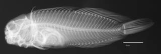 To NMNH Extant Collection (Cirripectes jenningsi USNM 115486 holotype radiograph lateral view)