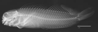 To NMNH Extant Collection (Cirripectus lineopunctatus USNM 164198 holotype radiograph lateral view)