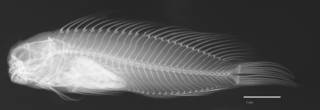To NMNH Extant Collection (Cirripectus stigmaticus USNM 164962 type radiograph lateral view)