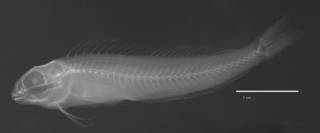 To NMNH Extant Collection (Blennophis semifasciatus USNM 194480 neotype radiograph lateral view)