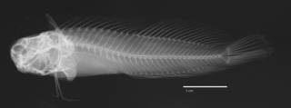 To NMNH Extant Collection (Crossosalarias macrospilus USNM 203096 holotype radiograph lateral view)
