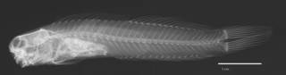 To NMNH Extant Collection (Ecsenius oculus USNM 203140 holotype radiograph lateral view)