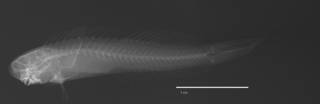 To NMNH Extant Collection (Ecsenius (Ecsenius) collettei USNM 206379 holotype radiograph lateral view)