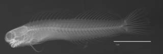 To NMNH Extant Collection (Ecsenius fijiensis USNM 211285 holotype radiograph lateral view)