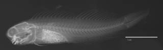 To NMNH Extant Collection (Ecsenius melarchus USNM 212229 holotype radiograph lateral view)