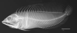 To NMNH Extant Collection (Chasmodes bosquianus longimaxilla USNM 219830 holotype radiograph lateral view)