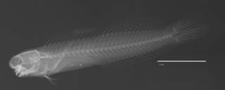 To NMNH Extant Collection (Ecsenius kurti USNM 227416 holotype radiograph lateral view)