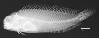 To NMNH Extant Collection (Cirripectes randalli USNM 227873 holotype radiograph lateral view)