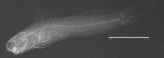 To NMNH Extant Collection (Ecsenius dilemma USNM 231319 holotype radiograph lateral view)