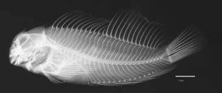 To NMNH Extant Collection (Cirripectes gilberti USNM 274749 holotype radiograph lateral view)