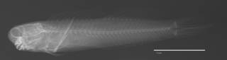 To NMNH Extant Collection (Ecsenius dentex USNM 276351 holotype radiograph lateral view)