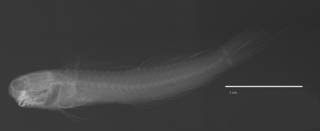 To NMNH Extant Collection (Ecsenius bathi USNM 277665 holotype radiograph lateral view)