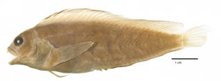 To NMNH Extant Collection (Chasmodes saburrae USNM 30824 holotype photograph lateral view)