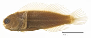 To NMNH Extant Collection (Ecsenius lividanalis USNM 144723 type photograph lateral view)