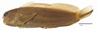 To NMNH Extant Collection (Cirripectus lineopunctatus USNM 164198 holotype photograph lateral view)