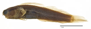 To NMNH Extant Collection (Ecsenius bimaculatus USNM 201817 holotype photograph lateral view)