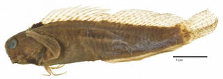 To NMNH Extant Collection (Crossosalarias macrospilus USNM 203096 holotype photograph lateral view)