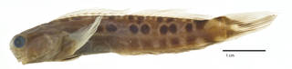 To NMNH Extant Collection (Ecsenius oculus USNM 203140 holotype photograph lateral view)