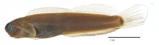 To NMNH Extant Collection (Ecsenius aroni USNM 204468 holotype photograph lateral view)