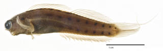 To NMNH Extant Collection (Ecsenius (Ecsenius) collettei USNM 206379 holotype photograph lateral view)